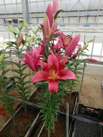 [4415 PO15 OT 6020-121 No01.JPG]